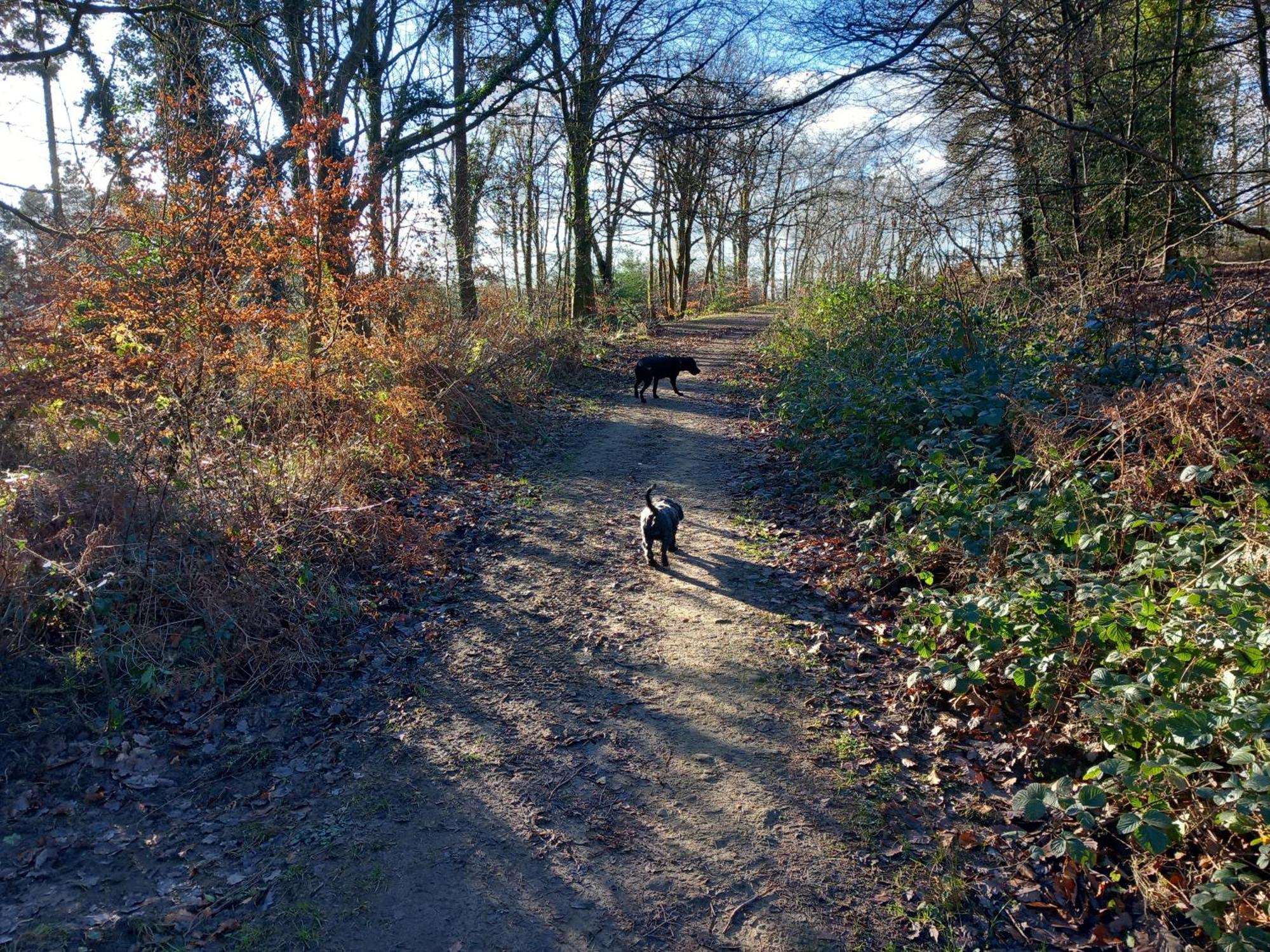 The Bungalow, Forest Of Dean Coleford  Eksteriør bilde