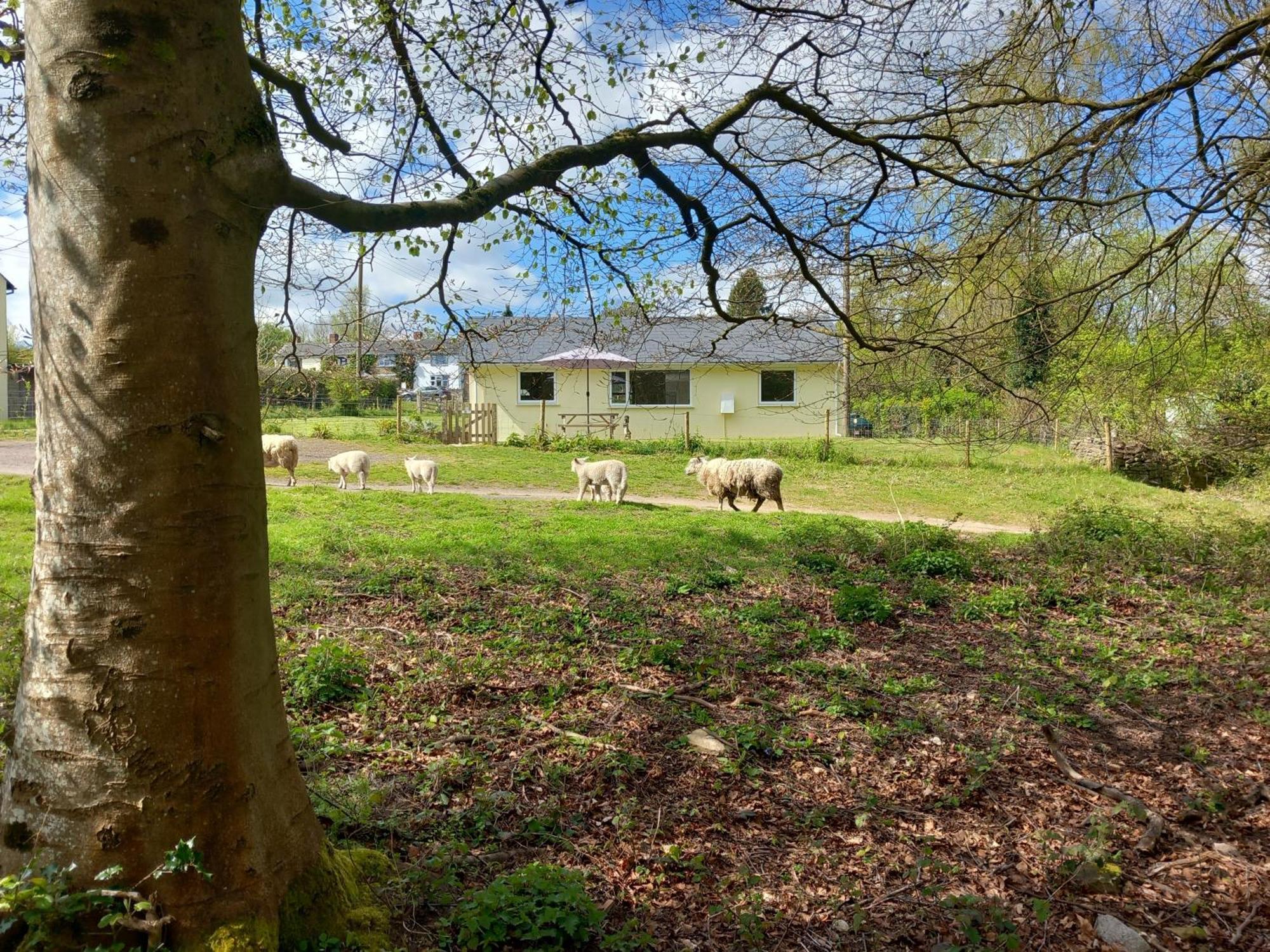 The Bungalow, Forest Of Dean Coleford  Eksteriør bilde