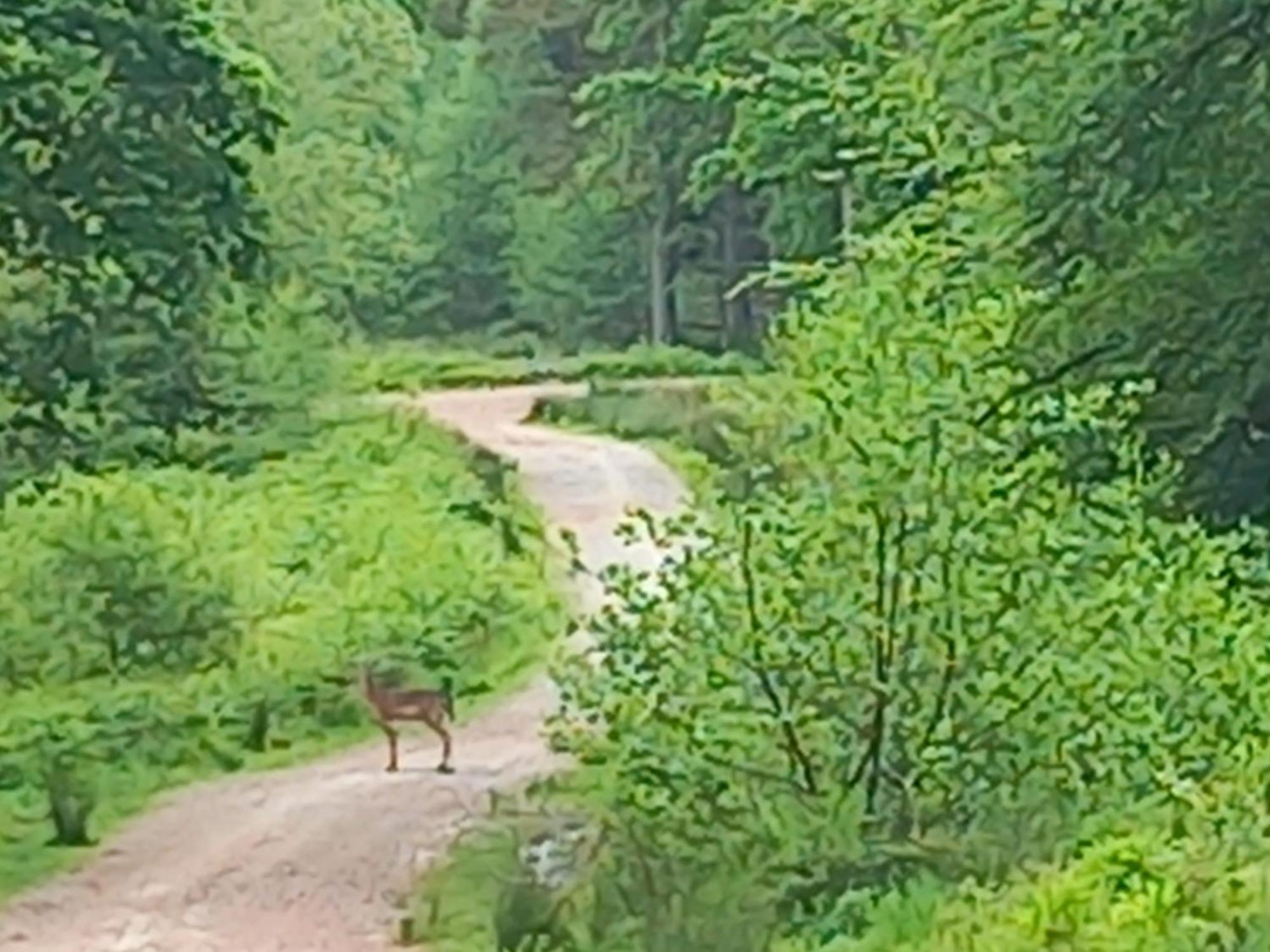 The Bungalow, Forest Of Dean Coleford  Eksteriør bilde